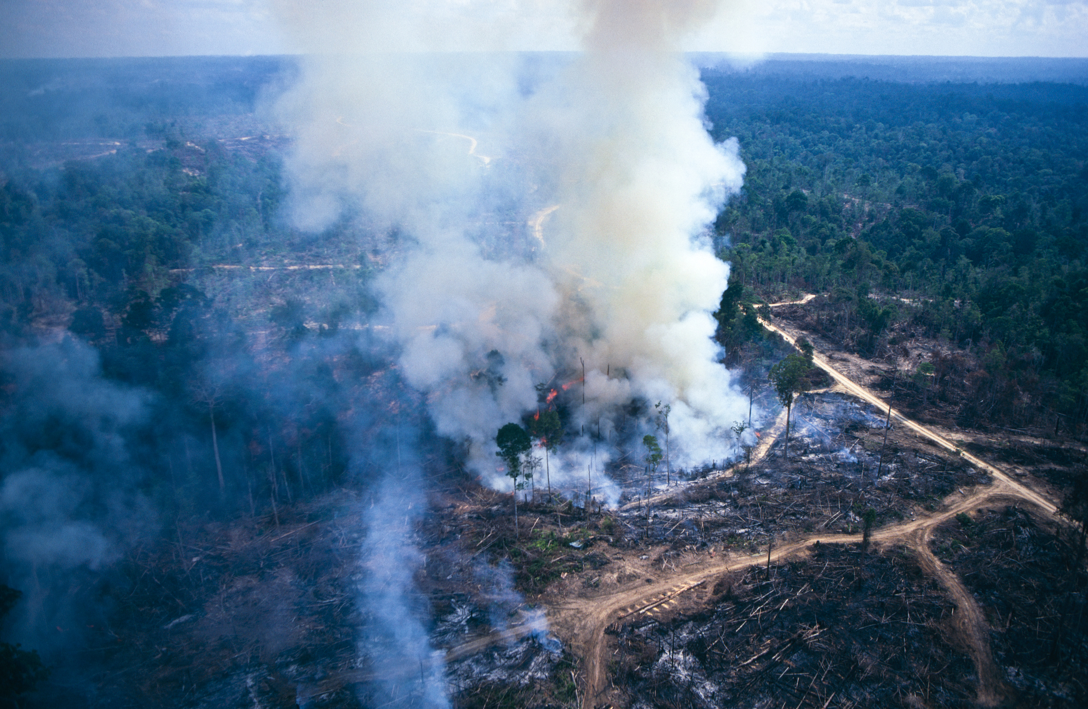 Slash and burn farming, Asia.  Rainforest loss, smoke from farmers clearing land in Sumatra, smoke pollution in Singapore from Sumatra, National forest being cut and burned by farmers, clearing for palm oil production in Sumatra,